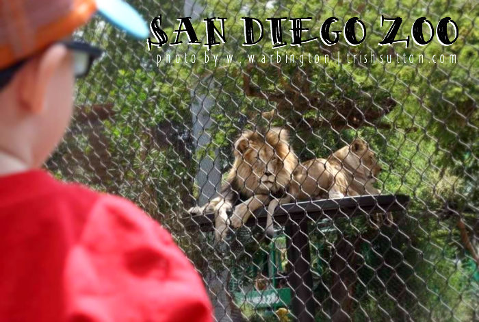 San Diego Zoo; Where Life Happens. Celebrate 100 years during the centennial summer. TrishSutton.com #sdzoo100 https://ooh.li8e68002