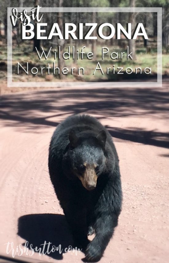 Bearizona Wildlife Park Northern Arizona, TrishSutton.com
